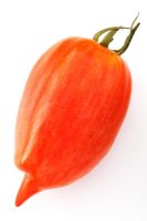 Solanum lycopersicum 'Opalka', also called 'Polish Torpedo'  
