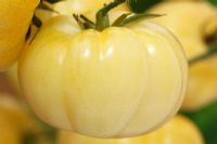 Solanum lycopersicum 'White Beauty' - Beefsteak tomatoes syn. Lycopersicon esculentum,  September