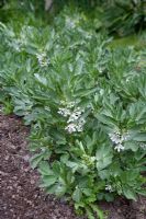 Broad beans in flower, planted in rows