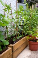 Vicia faba - Broad Bean 'Stereo' in wooden planter