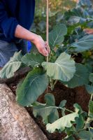 Supporting Broccoli 'Calabrese' in raised beds. Stake the plants when they are tall enough to need the support.