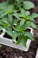 Young Pepper plants 'Como di Torro'