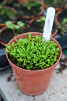 2 week old Celeriac seedlings in terracotta coloured pot