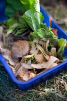 Green compost - Potato peelings, salad waste, tea bags and rhubarb leaves