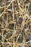 Compost of chicken droppings and straw