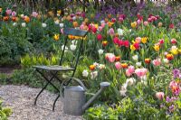 Garden seat, watering can and Beds of Tulipa, Lunaria annua and Brunnera macrophylla - Imig-Gerold Garden