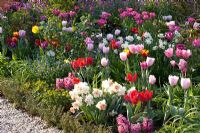 Tulipa, Narcissus and Lunaria annua - Imig-Gerold Garden