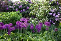 Hosta, Allium 'Globemaster' and Cornus kousa 'Teutonia' - Imig-Gerold Garden