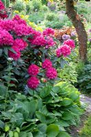 Rhododendron and Hosta in woodland border - Imig-Gerold Garden