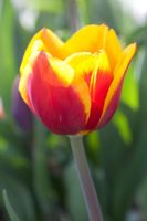 Tulipa 'Denmark' - Imig-Gerold Garden
