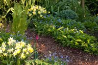 Daffodils and ferns in Spring border - Imig-Gerold Garden