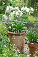 Agapanthus in tall terracotta container