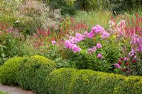 Phlox paniculata, Persicaria amplexicaulis and Miscanthus sinensis 'Morning Light' edges by low hedge of buxus - Ruinerwold Garden