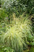Molinia caerulea 'Variegata' - Ruinerwold Garden