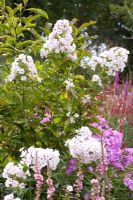 Phlox paniculata - Ruinerwold Garden