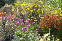 Colourful border of Dahlia 'Sandra', Helenium 'Loysder Wieck' and Helianthus - Verheggen Garden 
 