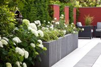 Modern paved garden with raised beds backed by red screen and Taxus - Yew hedge. Plants include Hydrangea arborescens 'Annabelle' and Rosa 'Schneeflocke'
