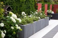 Modern paved garden with raised beds of Hydrangea arborescens 'Annabelle' and Rosa 'Schneeflocke'
