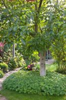Walnut tree underplanted with geranium macrorrhizum - Marx Garden