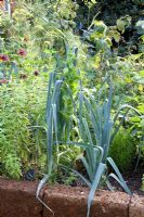 Allium porrum - Leeks with Aloysia citrodora - Lemon Verbena growing in raised bed made of tufa blocks - Marx Garden