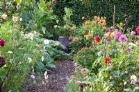 Bark chipping path and borders of Dahlia - Marx Garden 
