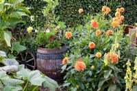 Old wooden barrel used as decoration in border of Dahlias - Marx Garden