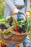 Woman holding basket of freshly picked Beta vulgaris 'Bright Lights', Brassica oleracea 'Nero di Toscana', Brassica oleracea 'Redbor'