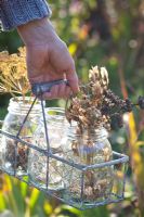 Woman collecting seedheads in jars - Lunaria annua, Dictamnus 'Albus', Anethum graveolens and Nigella damascena