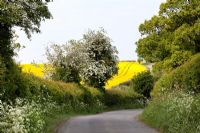 Brassica Napus - country lane alongside a field of rape 