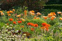 Colourful borders with Papaver orientale and Astrantia 
