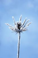 Eryngium 'Jos Eijking' - frosted seedhead