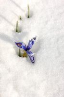 Iris reticulata 'Harmony' in the snow