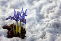 Iris reticulata 'Harmony' in snow