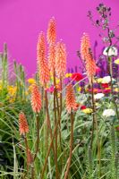 Hampton Court Flower Show. garden for Astellas Pharma designed by Jill M W Foxley, Bright pink walls and fencing