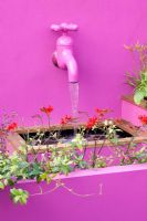 Hampton Court Flower Show. garden for Astellas Pharma designed by Jill M W Foxley, Brisght pink walls and fencing