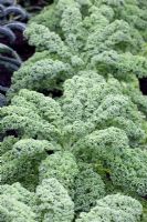 Brassica - Kale 'Darkibor'
