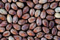 Ricinus communis - Castor oil seeds 
