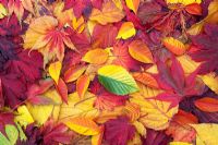 Autumn tree leaf pattern