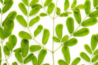 Moringa oleifera - Indian Drumstick tree or The Horseradish tree leaves
