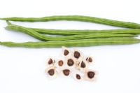 Moringa oleifera - Indian Drumstick tree or The Horseradish tree seed pods
