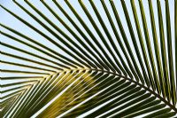 Cocos nucifera  - Coconut Palm tree leaf