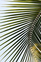 Cocos nucifera - Coconut Palm tree leaf
