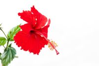 Hibiscus Rosa Sinensis - Red Hibiscus