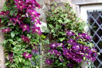 Clematis 'Etoile Violette' and Clematis 'Warszawksa Nike' growing up house  - Preen Manor, Shropshire