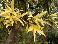Nerium oleander 'Variegata' - Madeira, February
