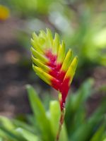 Tillandsia fasciculata - Madeira, February