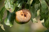 Sclerotina fructigena - Brown rot on Apple