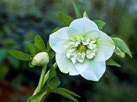 Anemone-centred Hellebore, Hadlow College, Kent have been researching and cross-breeding this plant species