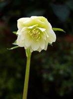 Double-yellow Hellebore, Hadlow College, Kent have been researching and cross-breeding this plant species
 