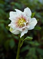 Double-frilled 'Picotee' Hellebore, Hadlow College, Kent have been researching and cross-breeding this plant species
 